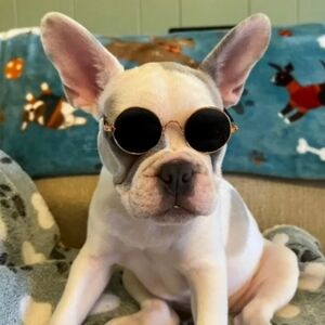 Pet Sunglasses Small Dog Cat UV Protection Round Rose Gold Frame Pet Glasses New